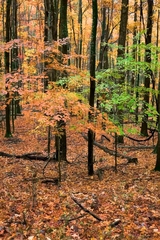 Babcock State Park, WV - 04