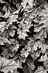 Longwood Gardens, Kennett Square, PA - 04