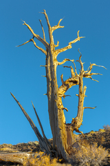 Eastern Sierra, CA - 03