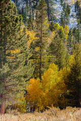 Eastern Sierra, CA - 15