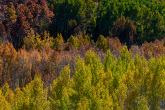 Eastern Sierra, CA - 19