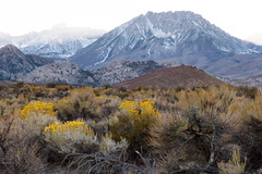 Eastern Sierra, CA - 20