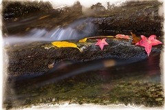 Great Smoky Mountains, TN and NC - 02