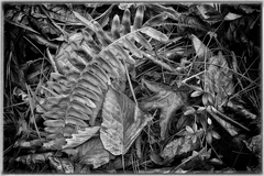 Great Smoky Mountains, TN and NC - 06