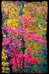 Great Smoky Mountains, TN and NC - 13