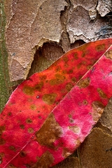 Great Smoky Mountains, TN and NC - 29