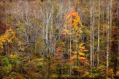 Great Smoky Mountains, TN and NC - 32