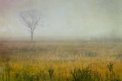 Great Smoky Mountains, TN and NC - 36