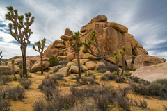 Joshua Tree, CA