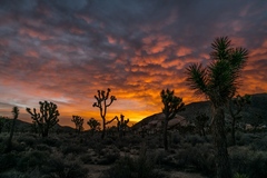 Joshua Tree, CA - 04