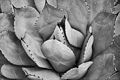 Longwood Gardens, Kennett Square, PA - 03