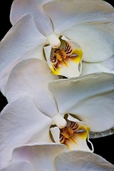 Longwood Gardens, Kennett Square, PA - 05