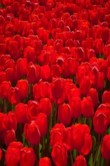 Longwood Gardens, Kennett Square, PA - 08