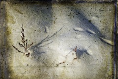 Potpourri Of Images - 18